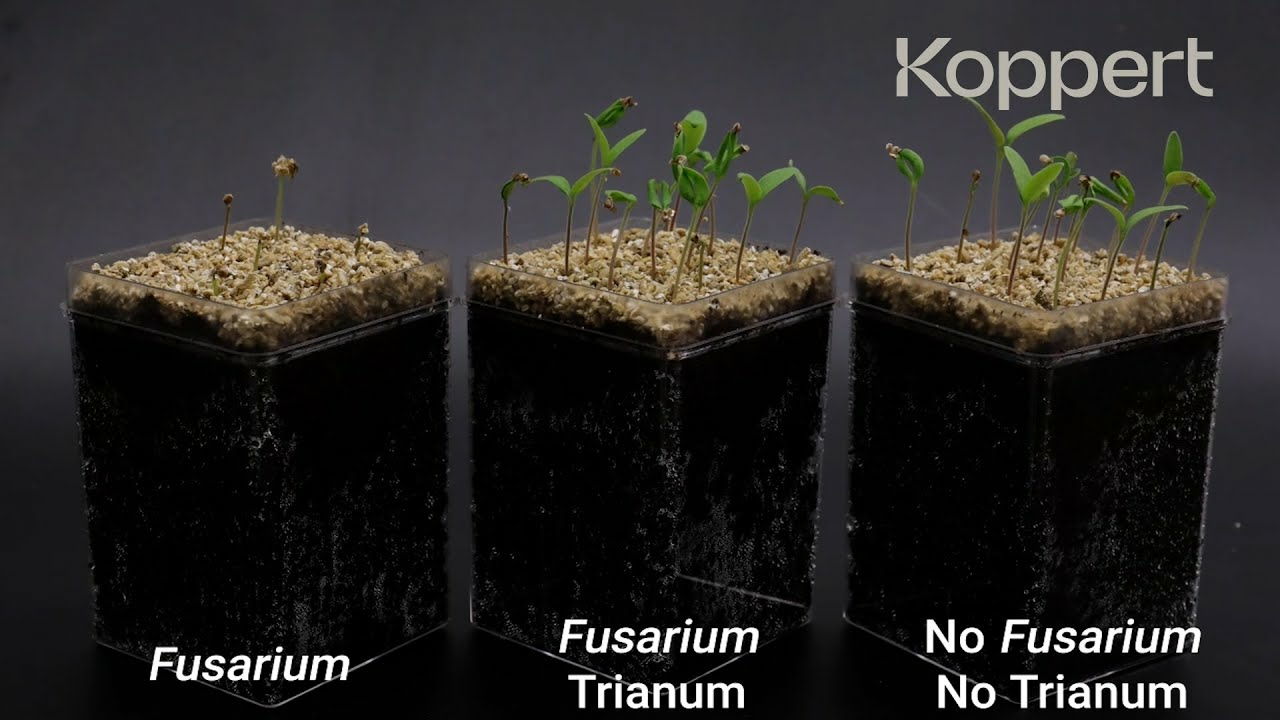 Trichoderma harzianum T22 combats Fusarium oxysporum in tomato