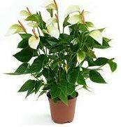 Macro-Mite biedt u extra hulp tegen trips