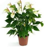 Macro-Mite biedt u extra hulp tegen trips