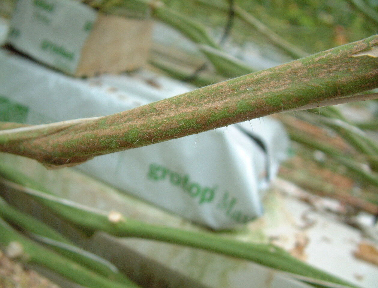 Galmijt in tomaat: kies voor een rigide aanpak