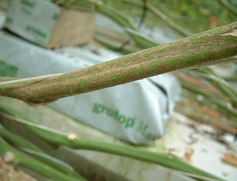 Galmijt in tomaat: kies voor een rigide aanpak