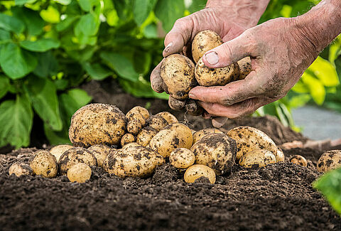 Geef uw aardappelen een vliegende start!