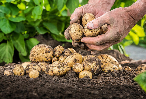 Geef uw aardappelen een vliegende start!
