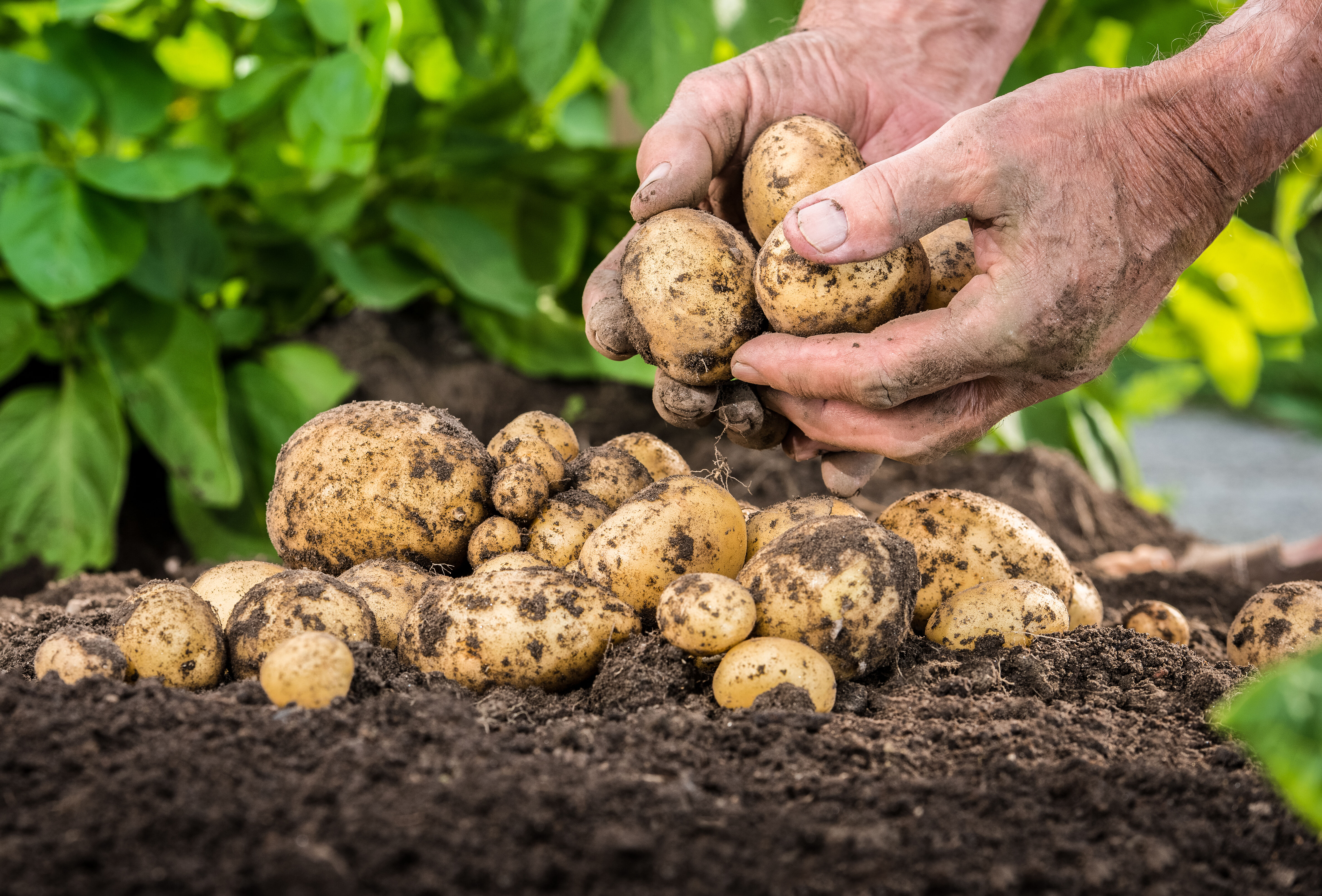 Geef uw aardappelen een vliegende start!