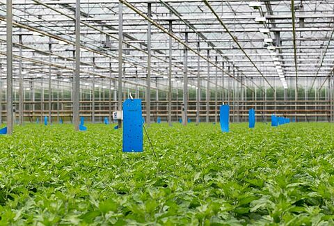 Mass trapping met Horiver
