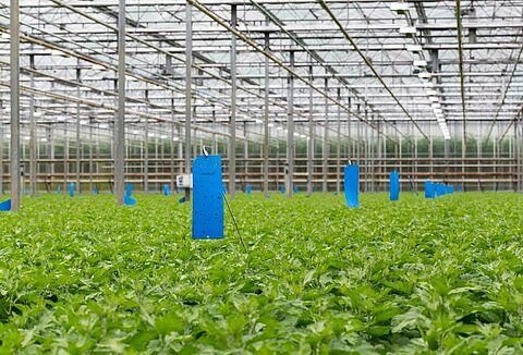 Mass trapping met Horiver