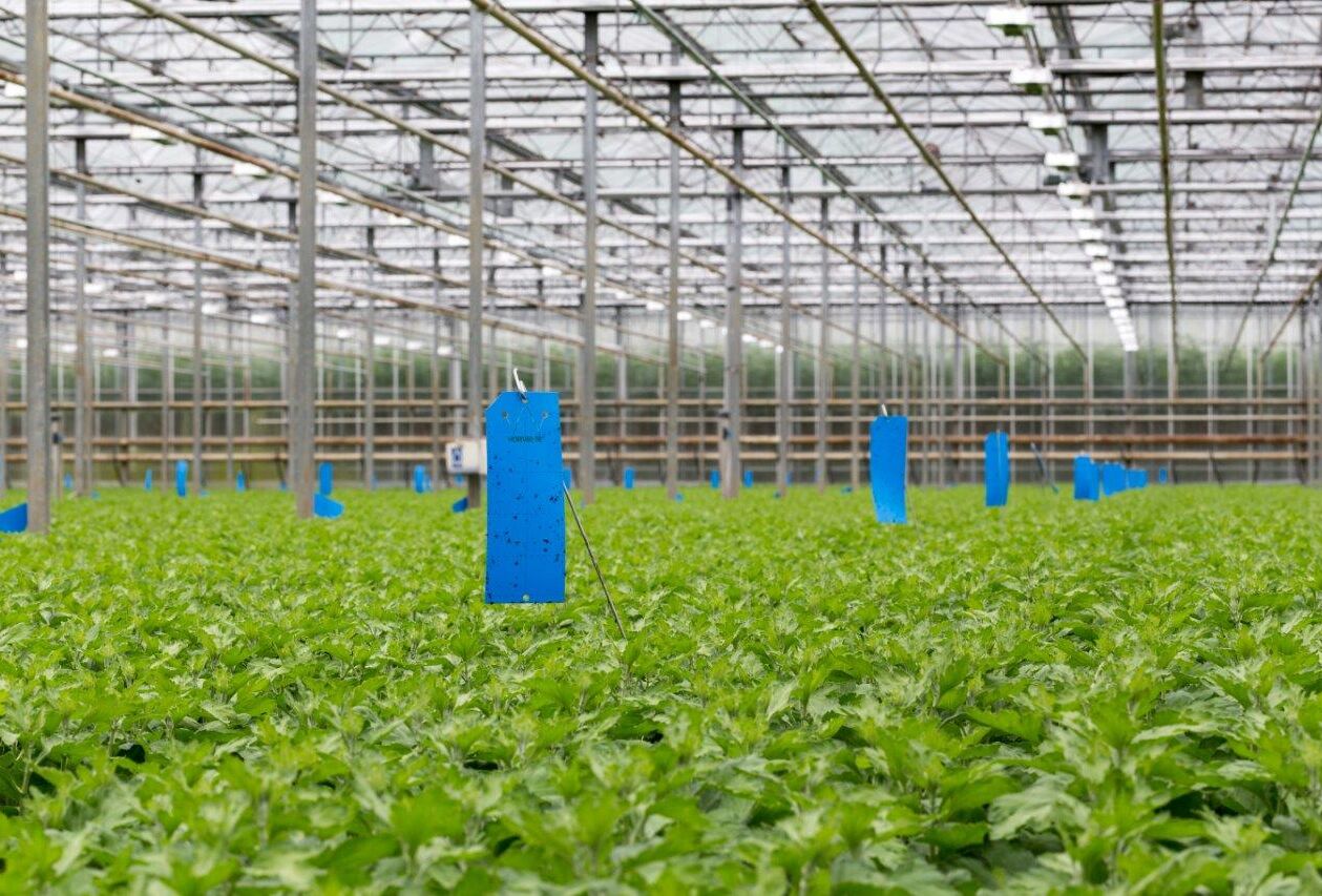 Mass trapping met Horiver