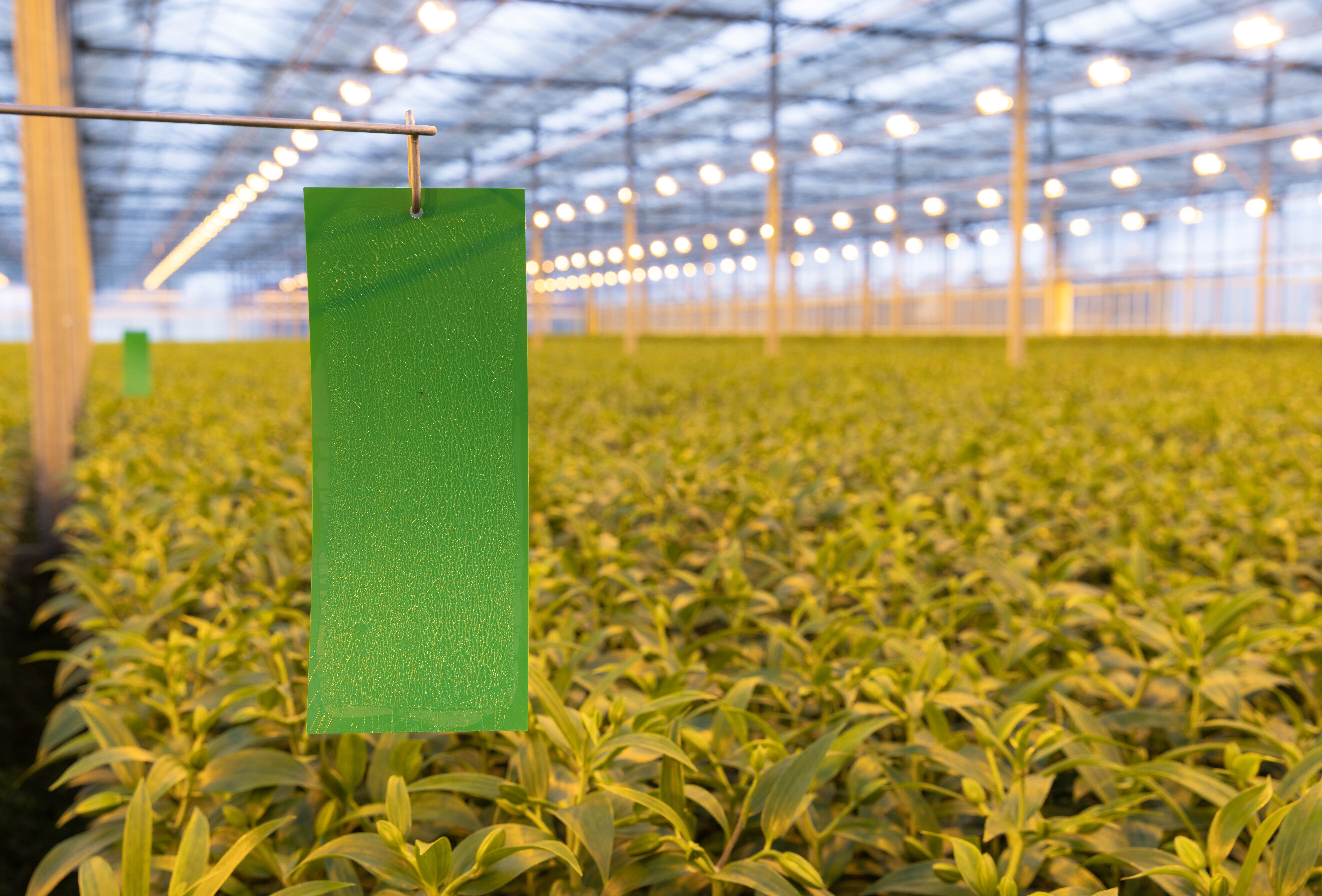 Beste aanpak tegen Echinotrips