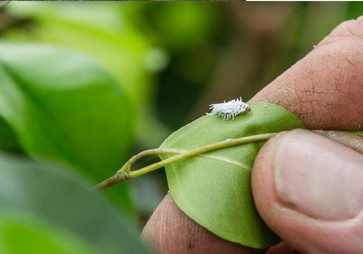 Cryptobug-L pakt wolluis aan