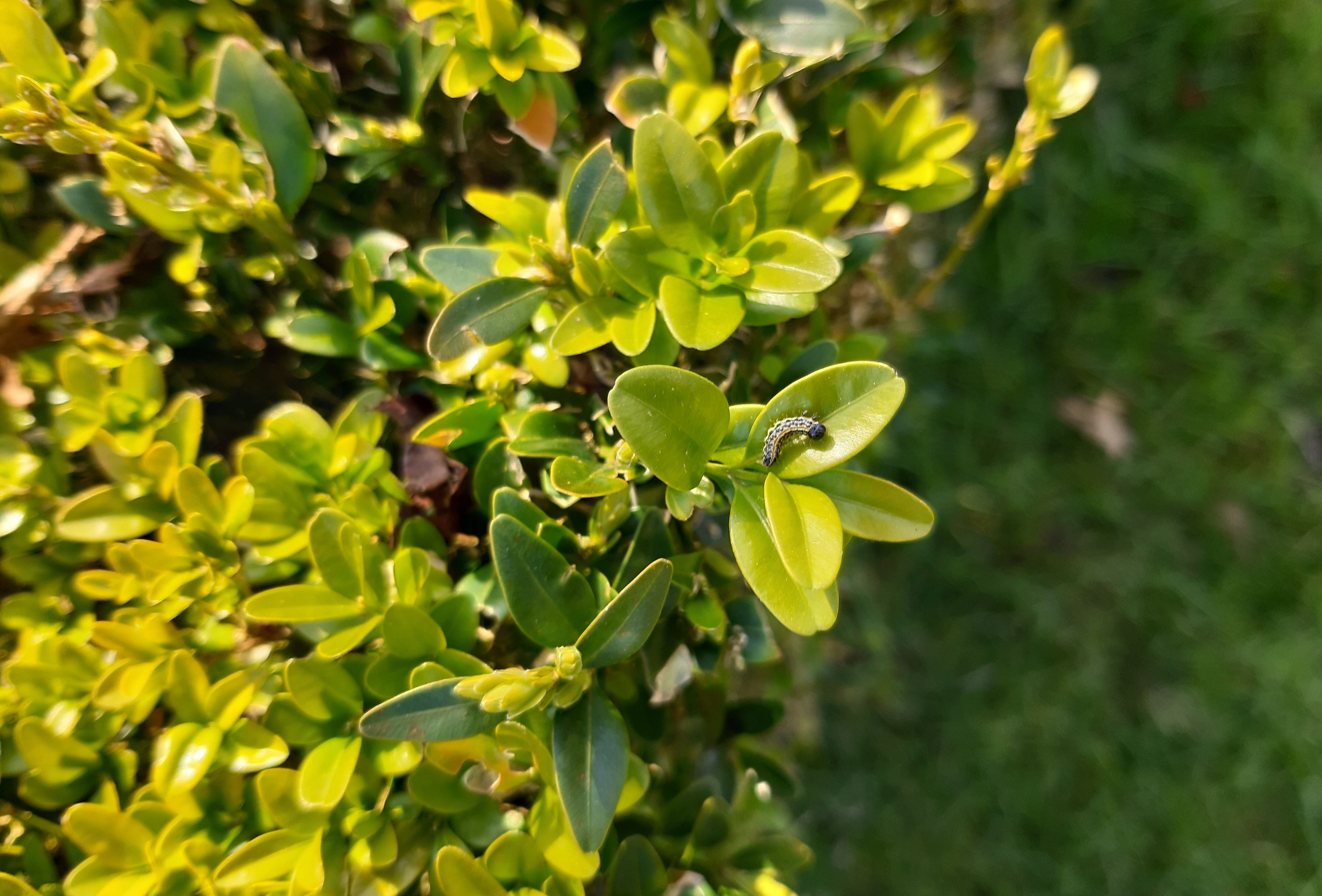 Buxusrupsen biologische te bestrijden met nematoden!