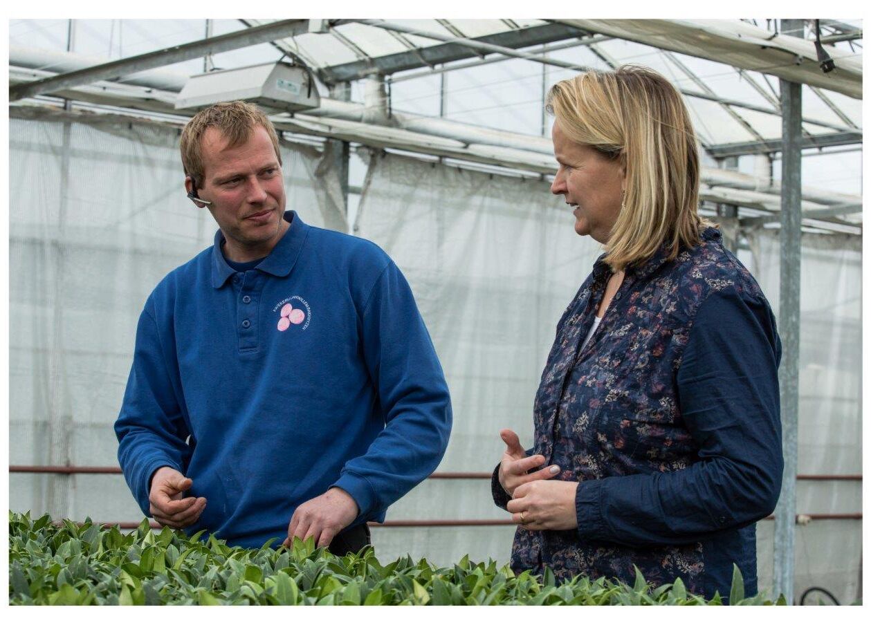 Duidelijke effecten van NatuGro in moeilijk te telen Skimmia’s