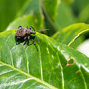 The Vine weevil Otiorhynchus sulcatus
