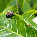 The Vine weevil Otiorhynchus sulcatus