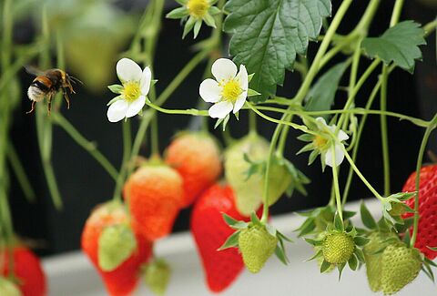 Uit hun winterslaap en klaar voor de bestuiving van aardbeien