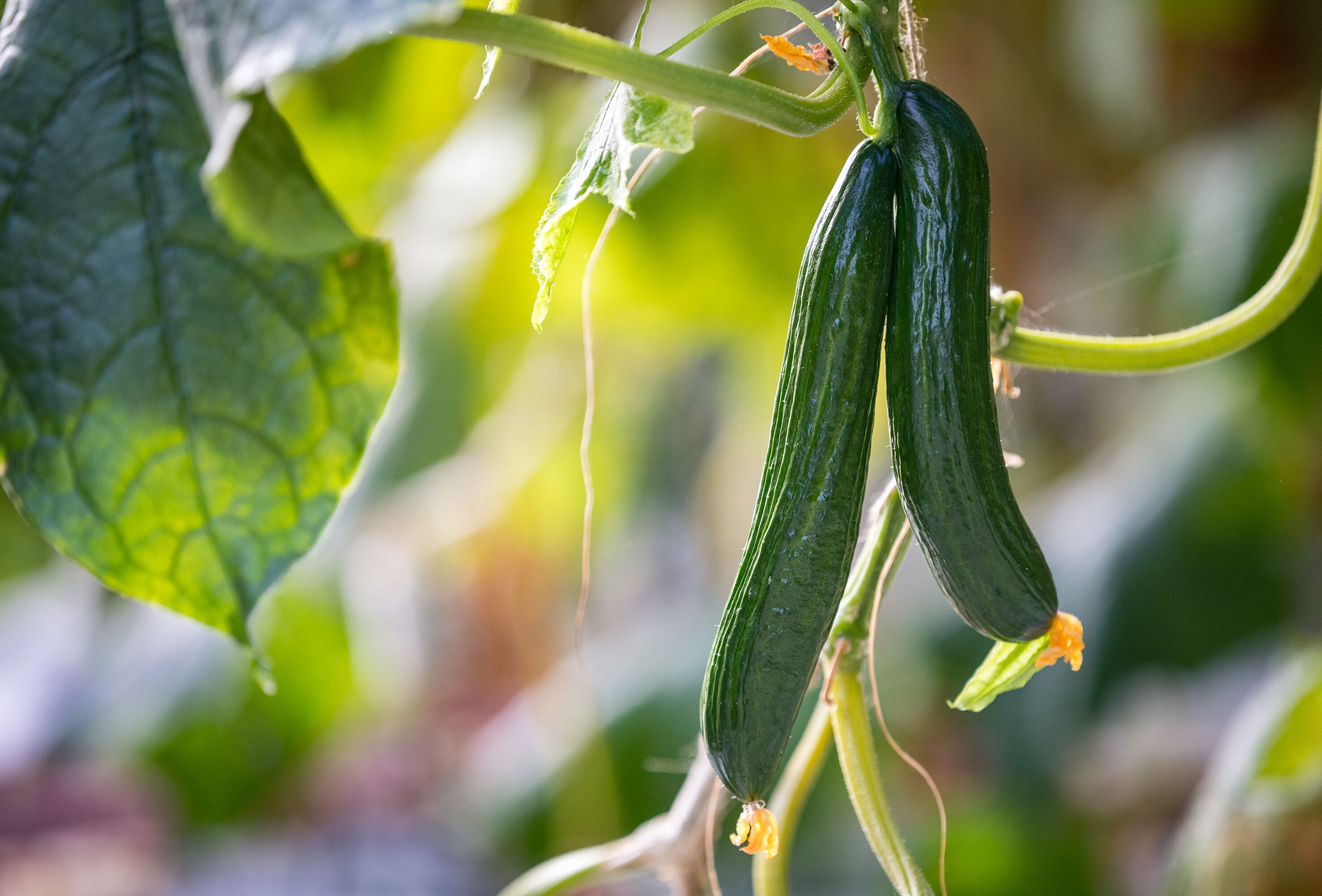Trianum tegen Pythium in komkommer