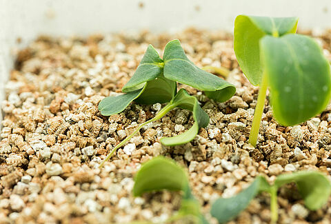 Pythium