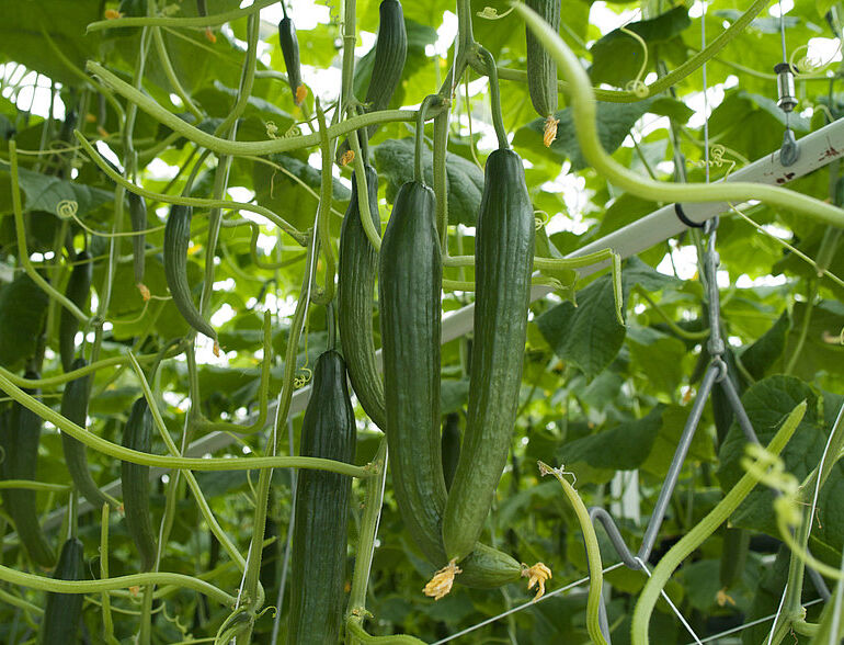 Spint, witte vlieg en katoenluis in komkommer