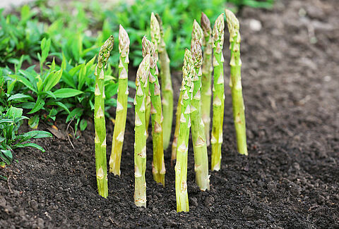 Asperges