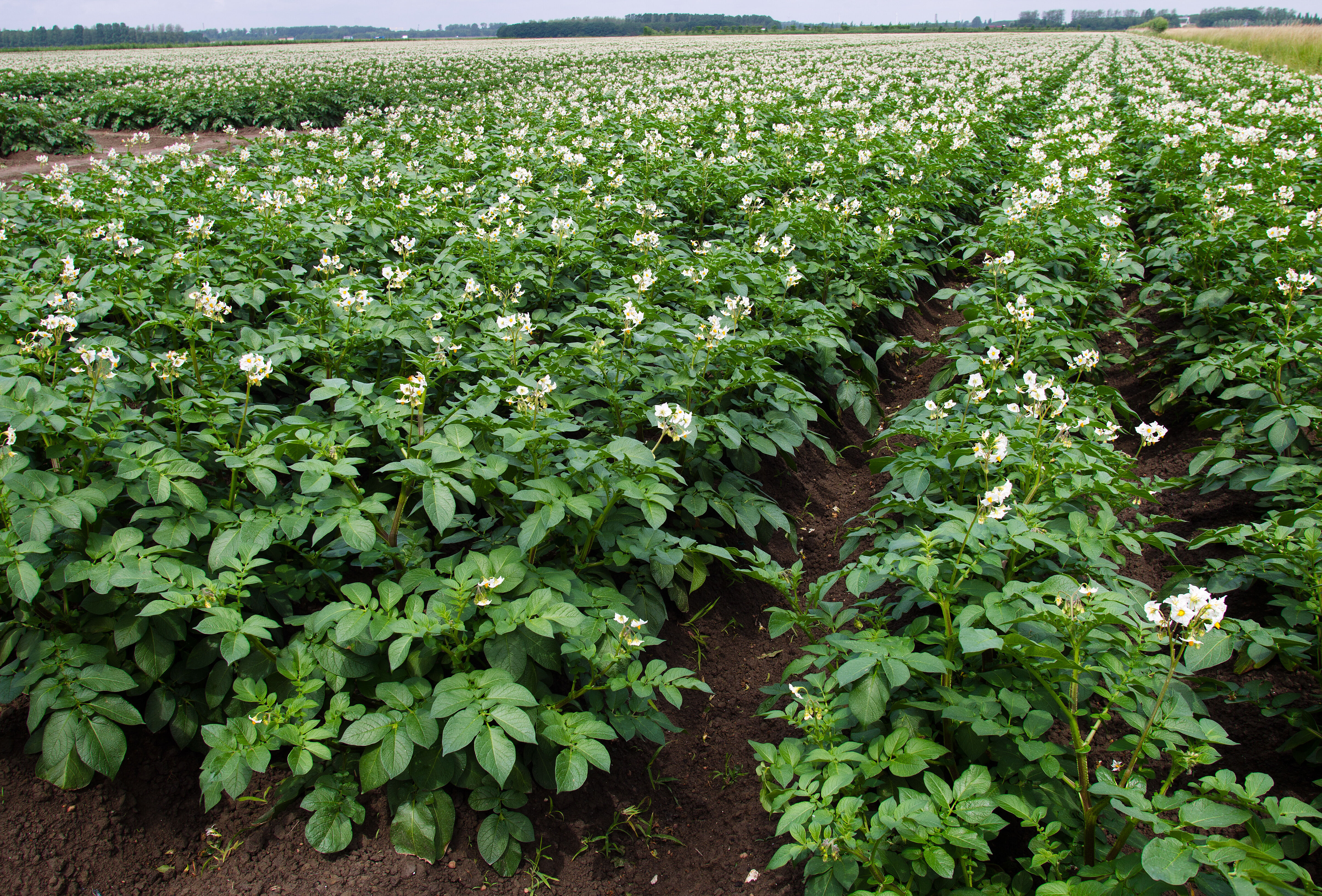 Spint in aardappelen een toenemend probleem