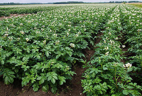 Spint in aardappelen een toenemend probleem