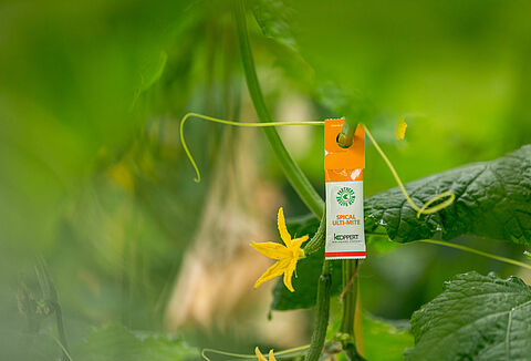 Spical Ulti-Mite in komkommer: "De spintbestrijding is nu veel stabieler"