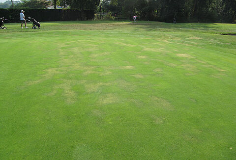 Omvalziekte bij kiemplanten