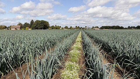 Leek_-_Orius_-_the_Netherlands_-_Koppert_-_10__1_.jpg
