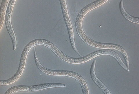 Meer effect mogelijk van verbeterde nematoden van Koppert