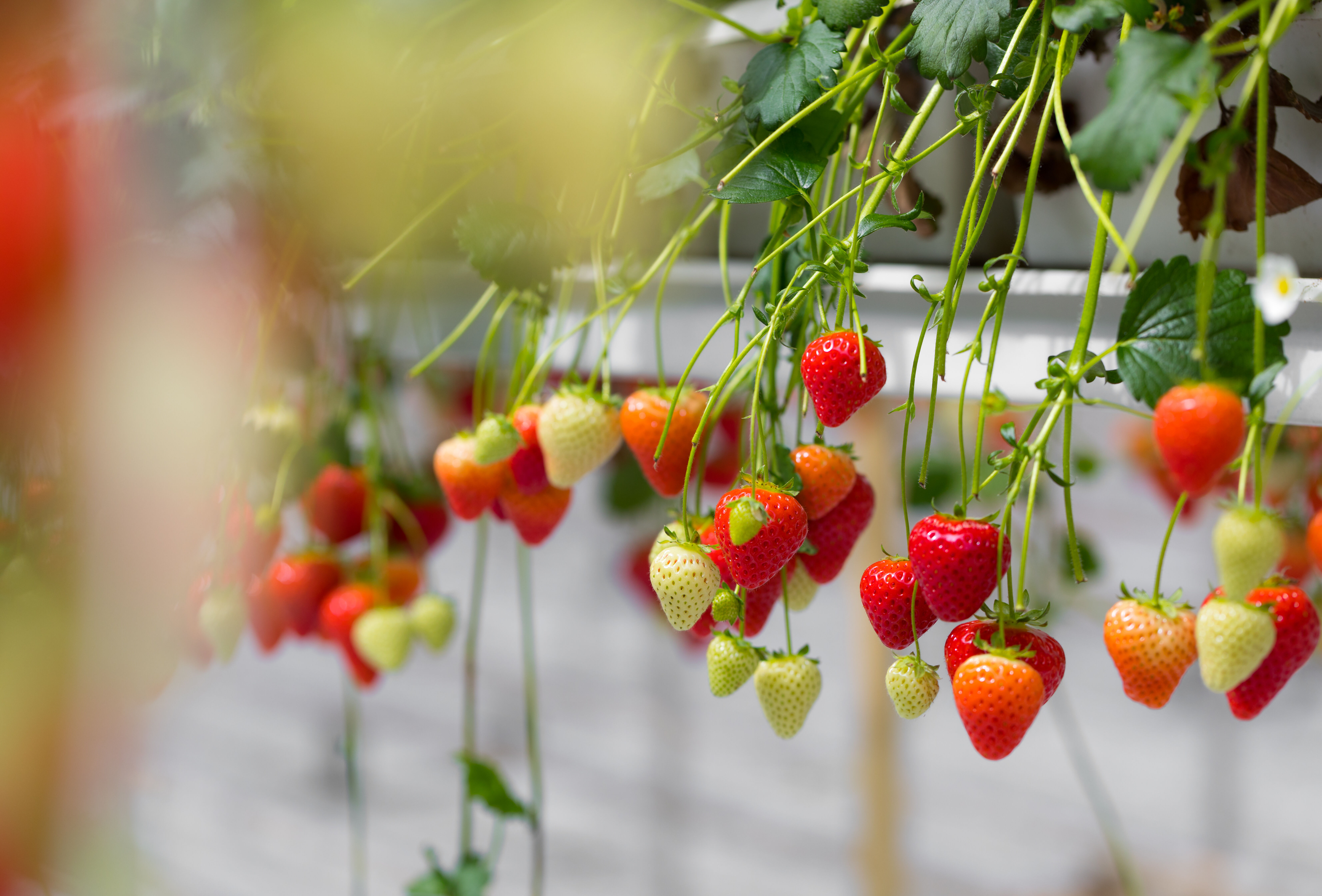 Trianum toepassen op het trayveld