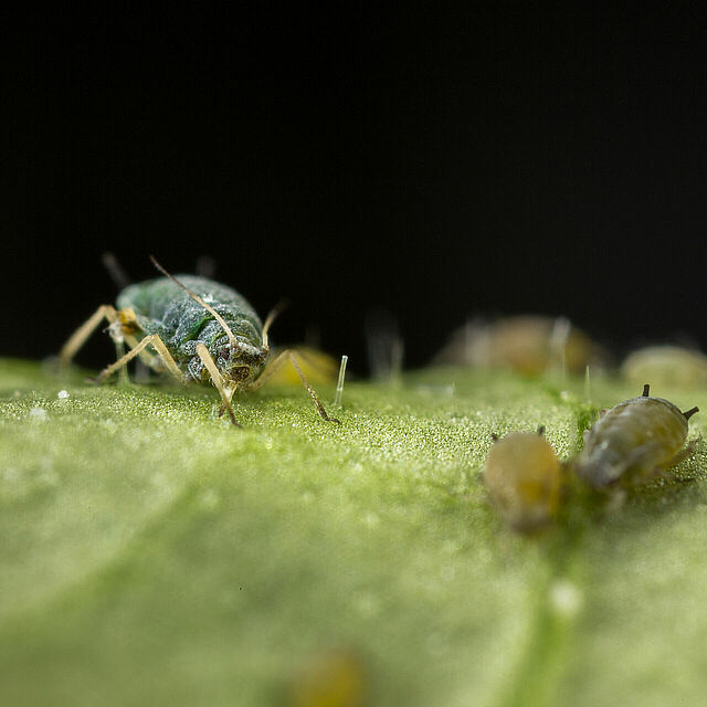 Cotton aphid Aphis gossypii on leaf