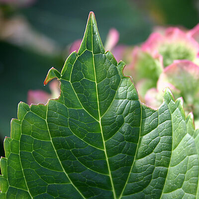Hortensia damage caused by the Vine weevil Otiorhynchus sulcatus