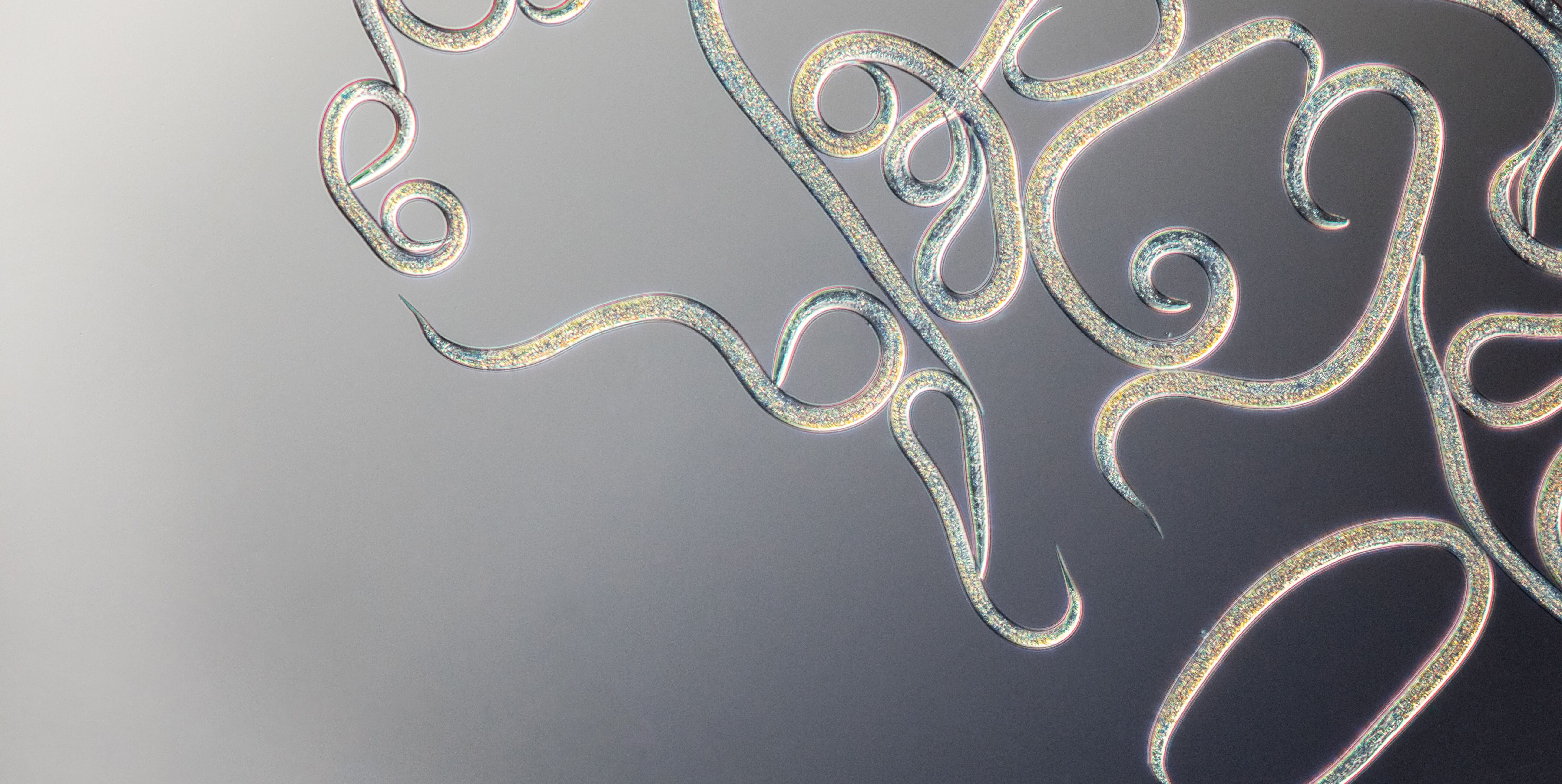 Veelgestelde vragen over nematoden