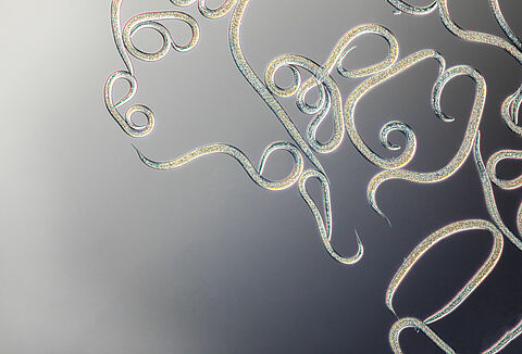 Het is tijd voor Entonem