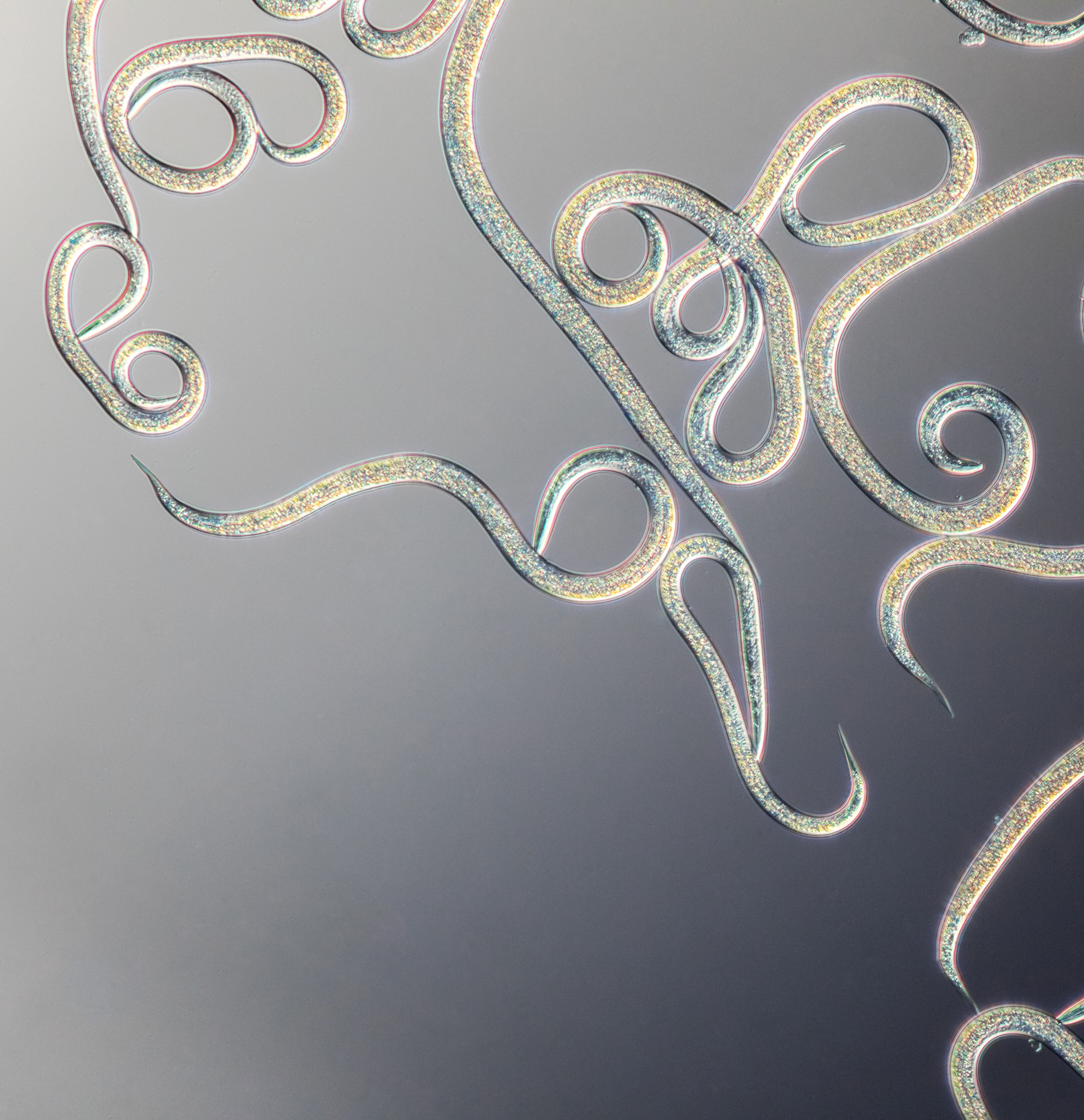 Veelgestelde vragen over nematoden