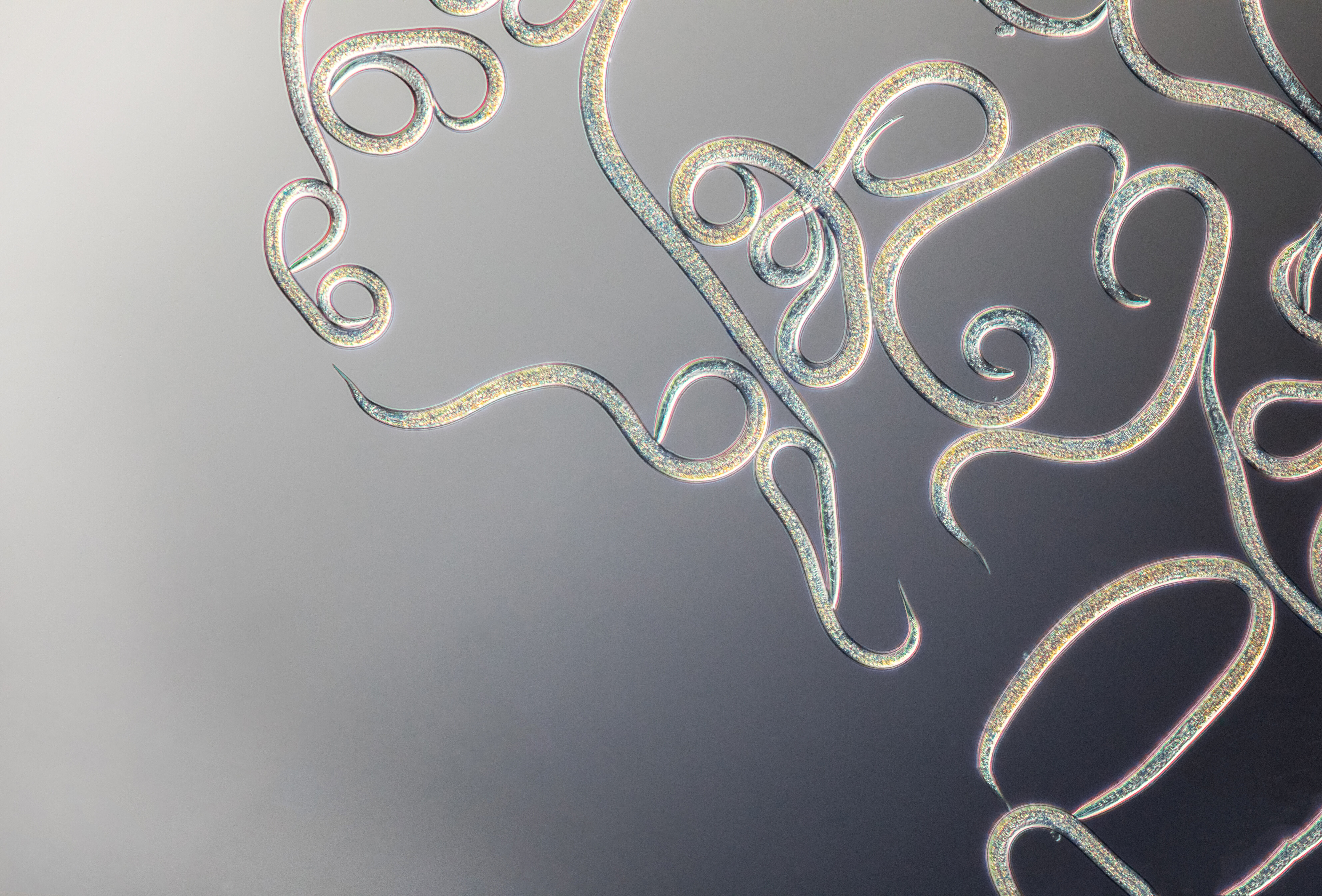 Het is tijd voor Entonem