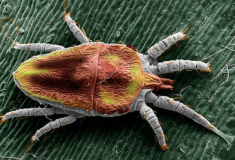 False spider mite Brevipalpus yothersi