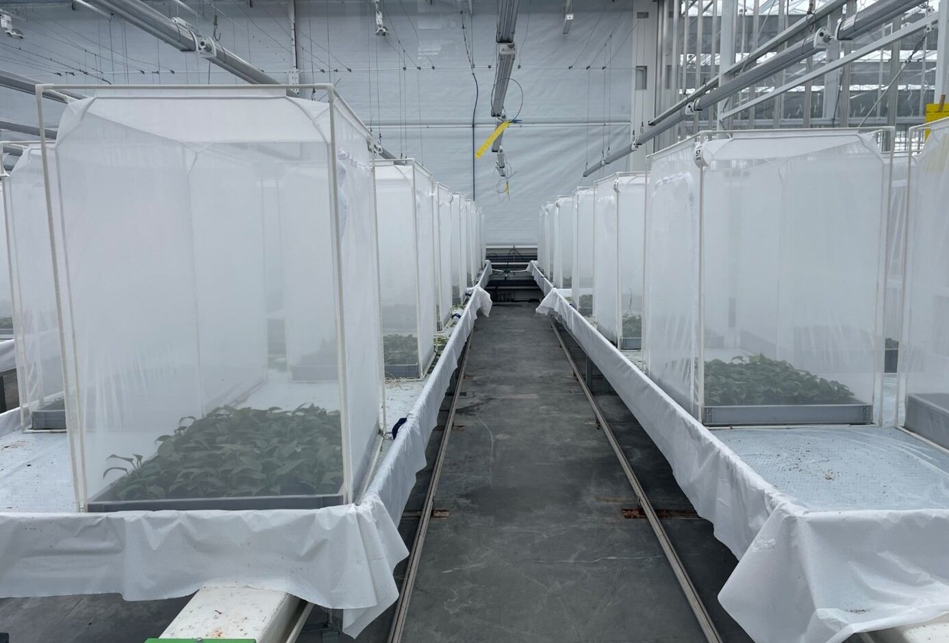 Diverse mogelijkheden van efficiënte bestrijding Thrips parvispinus (pepertrips) aangetoond in proef bij Vertify met natuurlijke vijanden