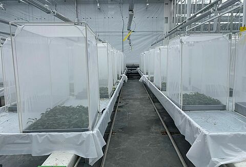 Diverse mogelijkheden van efficiënte bestrijding Thrips parvispinus (pepertrips) aangetoond in proef bij Vertify met natuurlijke vijanden