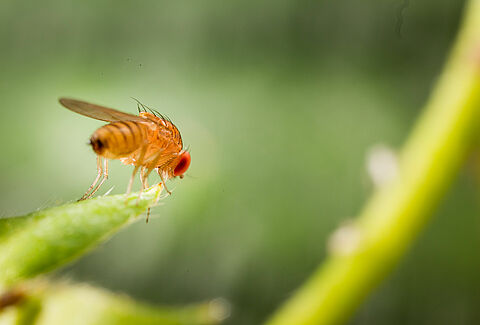 Adult form of the fruit fly Spotted Wing Drosophila Drosophila suzukii