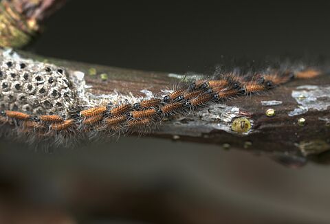 Eikenprocessierups; tijd voor Entonem!