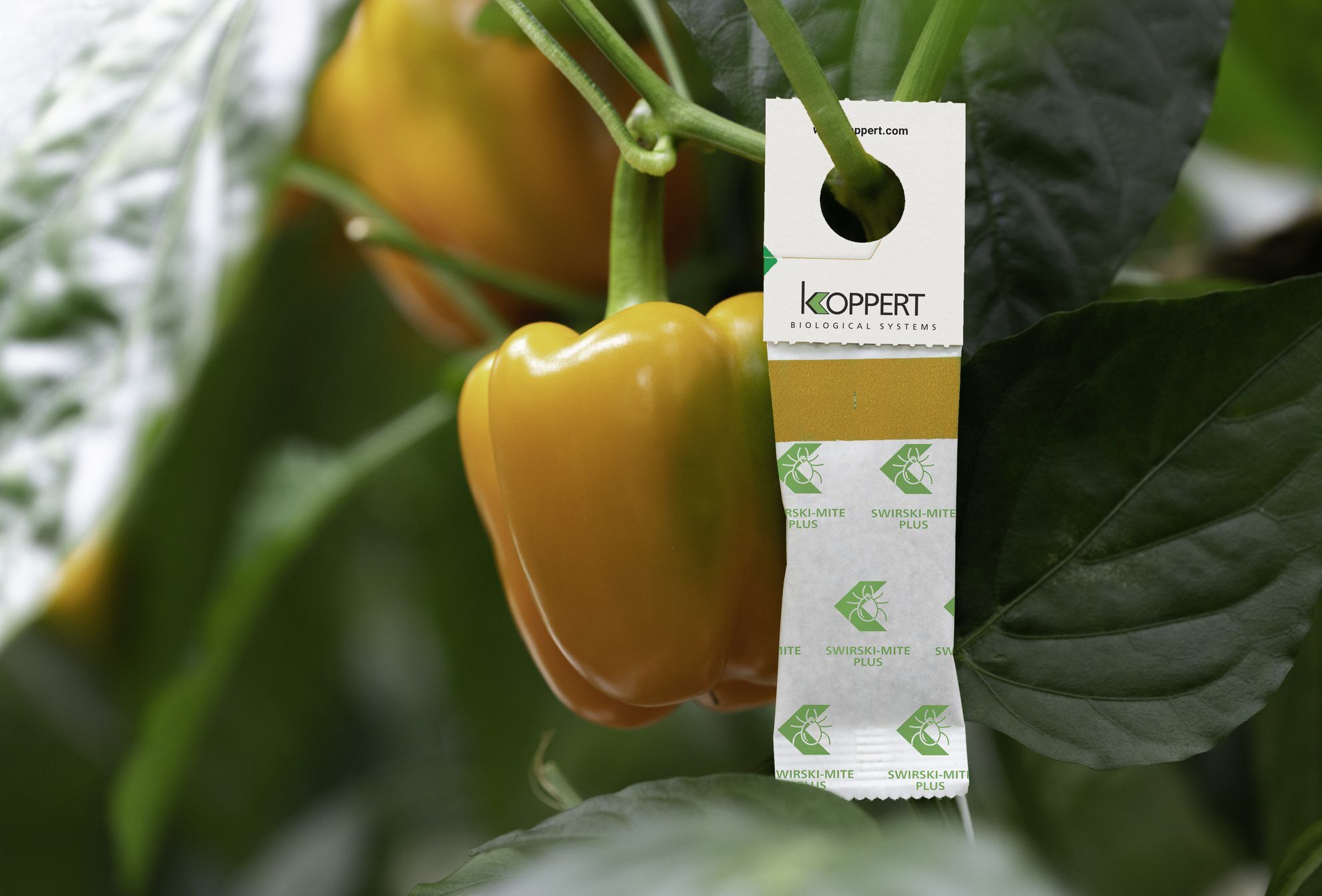 Swirski-Mite Plus, nu in nog betere vorm