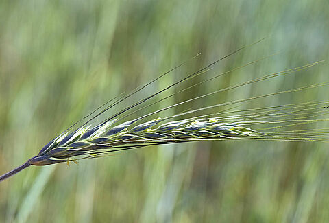 Triticale