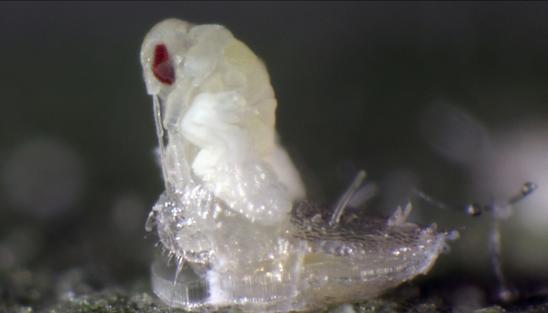 Plagen en natuurlijke vijanden in de hoofdrol