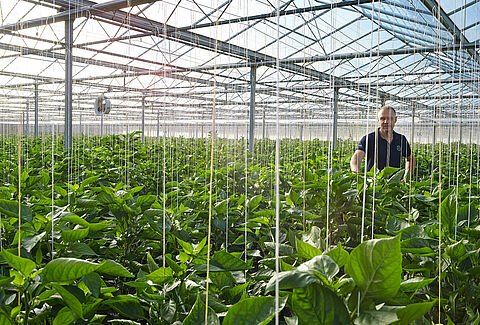 Fusarium en 'olifantenpoten' in paprika