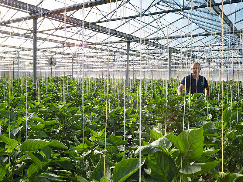 Paprikakweker kwekerij de Westhoek Herenlaand 3 Maasland