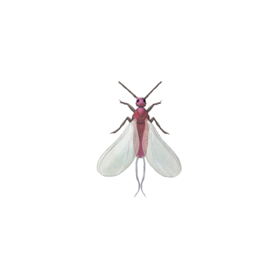 Planococcus citri adult male