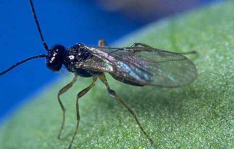 Minusa opnieuw op de markt