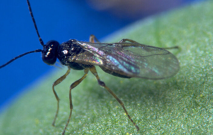 Minusa opnieuw op de markt