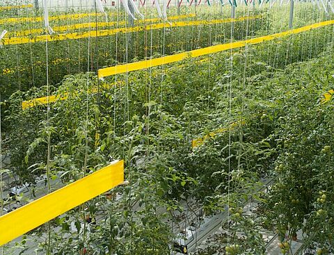 In tomaat alle aandacht naar witte vlieg en Tuta absoluta