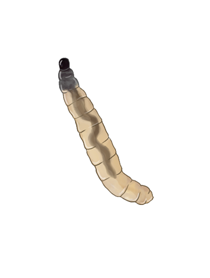 Bradysia paupera larva